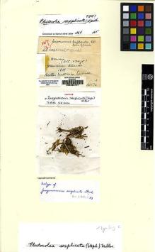 Type specimen at Edinburgh (E). Newell, Matthias: 165. Barcode: E00222151.