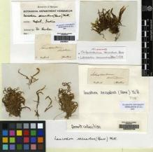Type specimen at Edinburgh (E). Wallich, Nathaniel: . Barcode: E00222709.