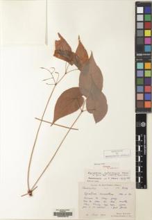 Type specimen at Edinburgh (E). Bodinier, Emile: 2184. Barcode: E00223412.