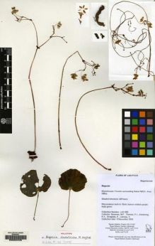 Type specimen at Edinburgh (E). Newman, M F; Thomas, P I; Armstrong, K E; Sengdala, Khamphone & Lamxay, Vichith: LAO 985. Barcode: E00224446.