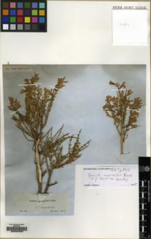 Type specimen at Edinburgh (E). Boissier, Pierre: . Barcode: E00224553.