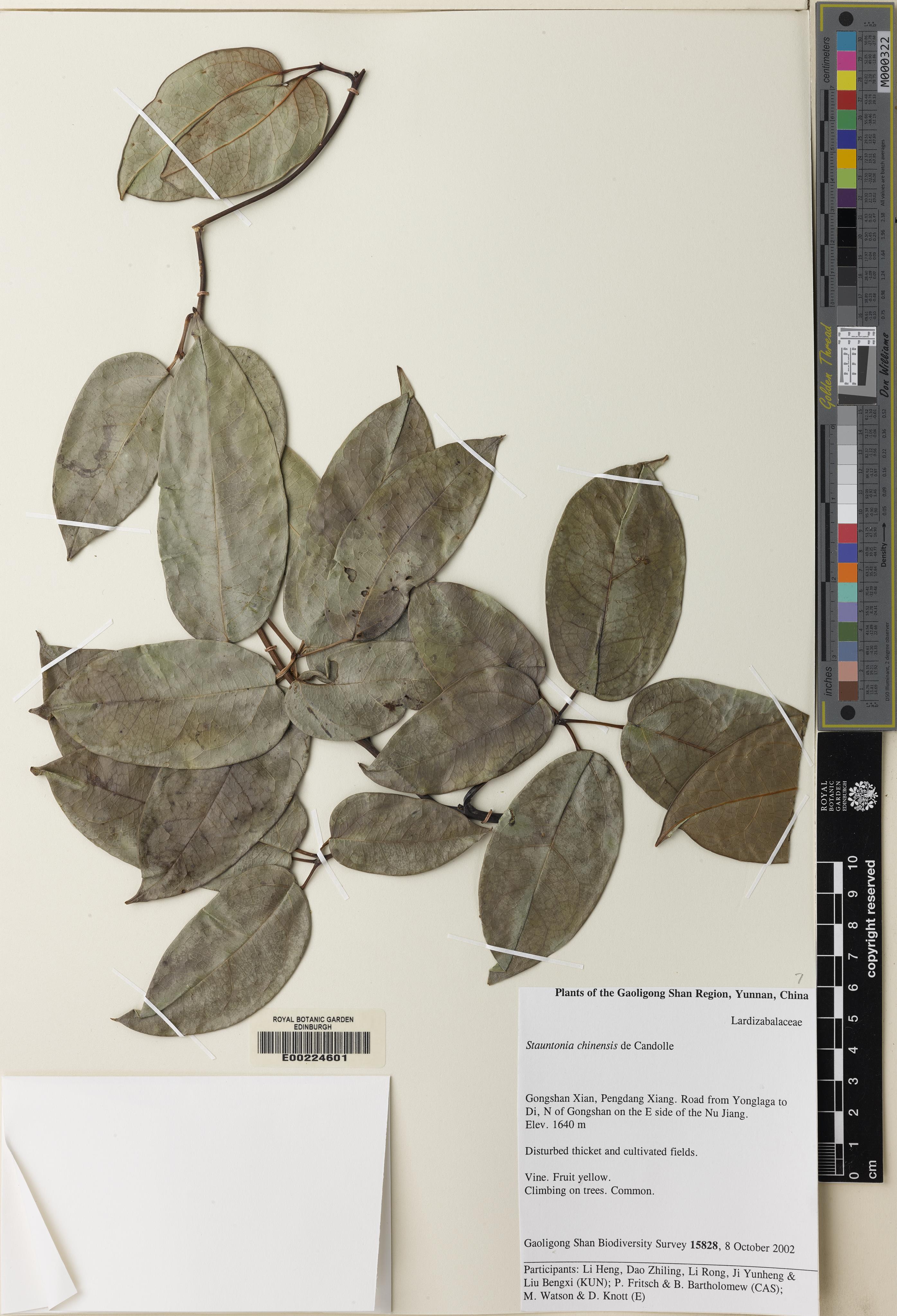 Stauntonia chinensis photograph 6