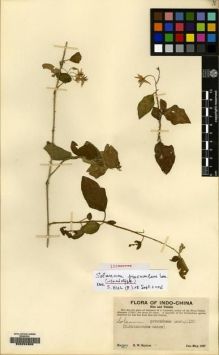 Type specimen at Edinburgh (E). Squires, Roy: 27. Barcode: E00224906.