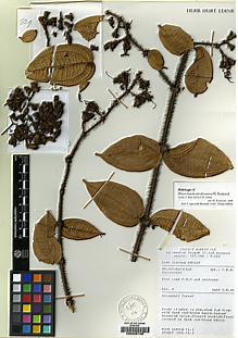 Type specimen at Edinburgh (E). Sidiyasa, Kade: PBU229. Barcode: E00225106.