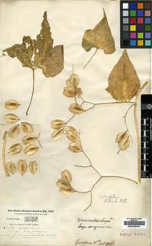 Type specimen at Edinburgh (E). Buchanan-Hamilton, Francis: 2193. Barcode: E00225401.