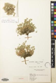 Type specimen at Edinburgh (E). Alava, Reino: 4908. Barcode: E00225492.
