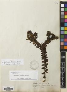 Type specimen at Edinburgh (E). Hartweg, Karl: 791. Barcode: E00225576.