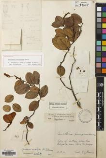 Type specimen at Edinburgh (E). Davie, R.: 156. Barcode: E00225610.