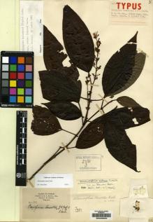 Type specimen at Edinburgh (E). Howell, E.: 125. Barcode: E00225620.