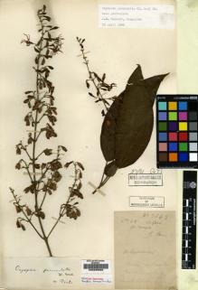 Type specimen at Edinburgh (E). Léveillé, Augustin: 3645. Barcode: E00225622.
