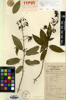Type specimen at Edinburgh (E). Yu, Tse-tsun: 19913. Barcode: E00225630.