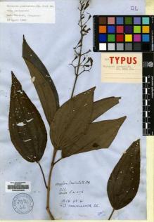 Type specimen at Edinburgh (E). Wallich, Nathaniel: 4076. Barcode: E00225632.
