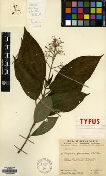 Type specimen at Edinburgh (E). Keenan, Jimmy; Aung, U.; Hla, U Tha: 3634A. Barcode: E00225635.