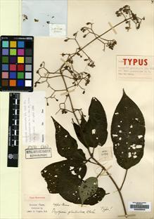 Type specimen at Edinburgh (E). Toppin, Sidney: 4044. Barcode: E00225640.