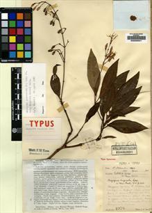 Type specimen at Edinburgh (E). Lace, John: 4978. Barcode: E00225641.