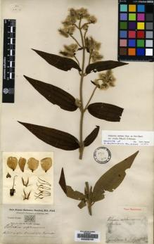 Type specimen at Edinburgh (E). Buchanan-Hamilton, Francis: 916. Barcode: E00225749.