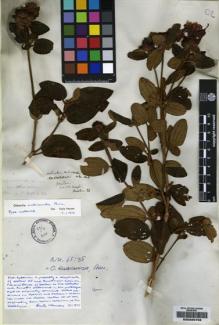 Type specimen at Edinburgh (E). Hooker, Joseph: 24. Barcode: E00225756.