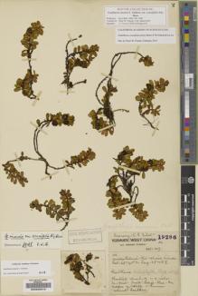 Type specimen at Edinburgh (E). Forrest, George: 19286. Barcode: E00225813.