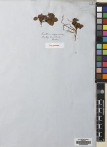 Type specimen at Edinburgh (E). Hooker, Joseph: . Barcode: E00225883.