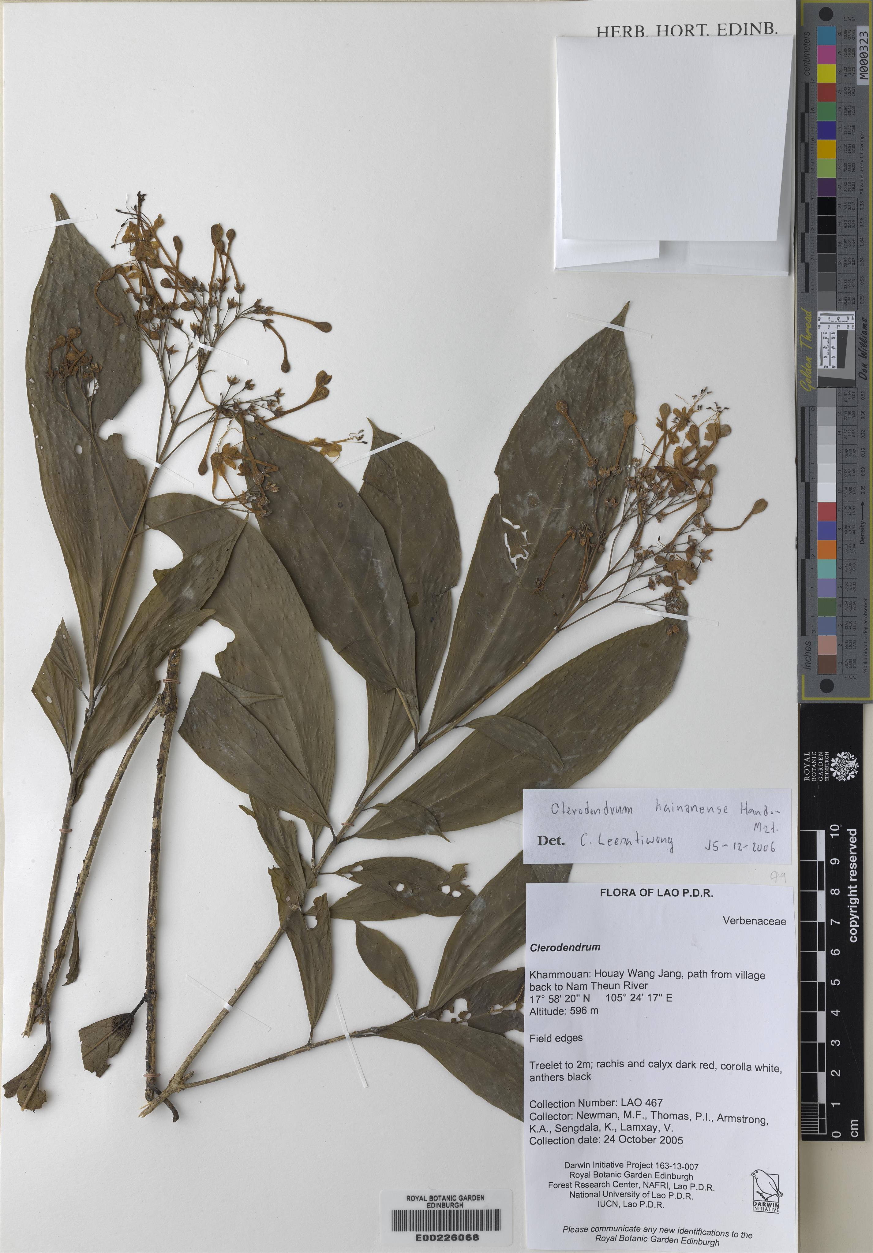 Clerodendrum hainanense (Clerodendrum hainanense)