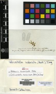 Type specimen at Edinburgh (E). Humboldt, Friedrich: . Barcode: E00226162.