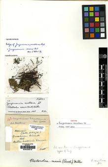 Type specimen at Edinburgh (E). Newell, Matthias: 142. Barcode: E00226213.