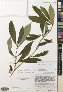 Type specimen at Edinburgh (E). Sands, Martin: 331. Barcode: E00226260.