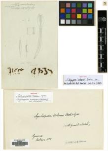 Type specimen at Edinburgh (E). Hobson, Edward: . Barcode: E00226270.