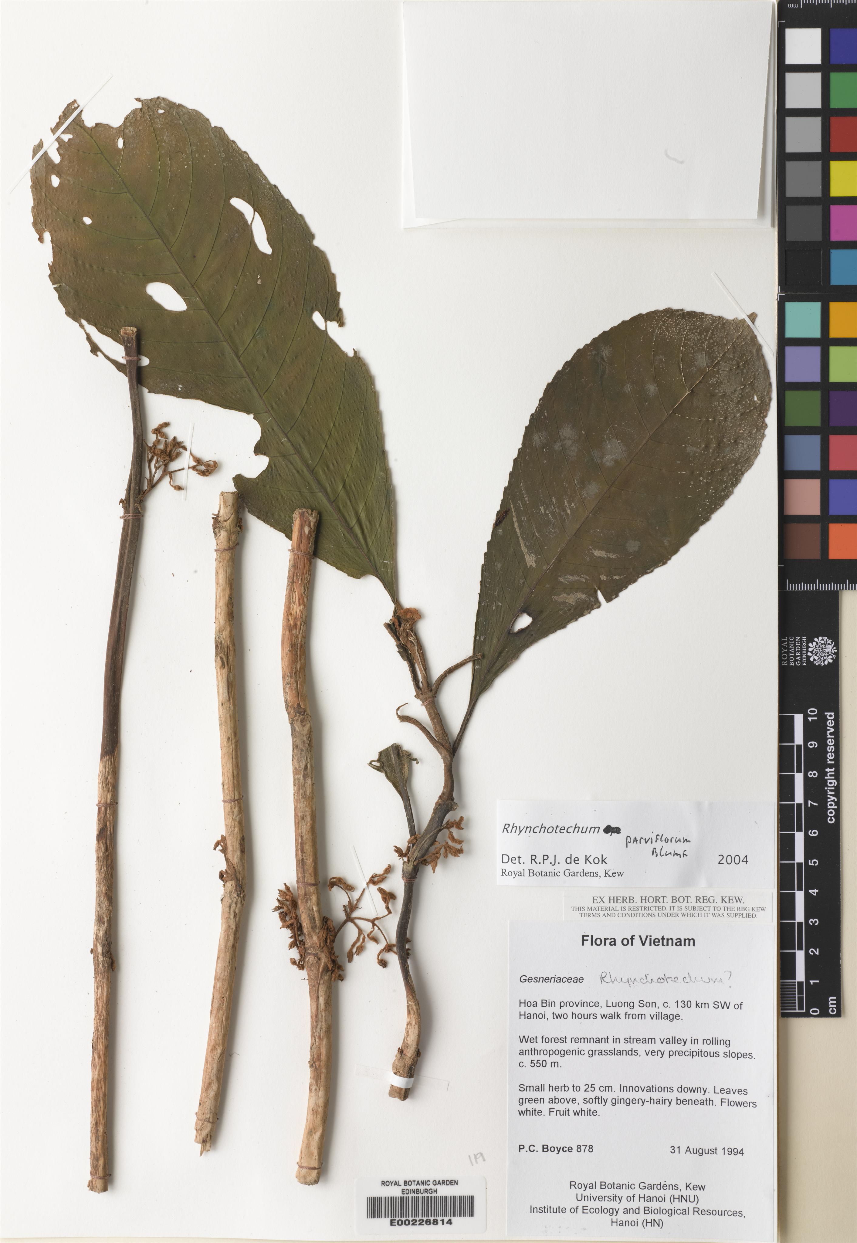 Rhynchotechum parviflorum — ảnh 3