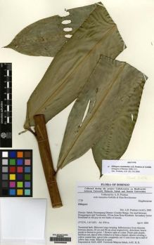 Type specimen at Edinburgh (E). Poulsen, Axel; Gobilik, Januarius; Borchsenius, Finn: 1720. Barcode: E00226828.