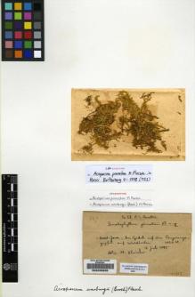 Type specimen at Edinburgh (E). Fleischer, Max: 327. Barcode: E00226833.