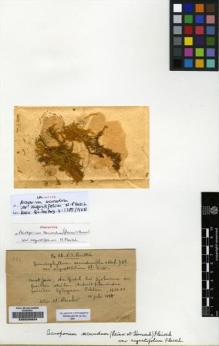 Type specimen at Edinburgh (E). Fleischer, Max: 323. Barcode: E00226834.