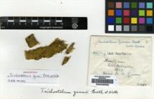 Type specimen at Edinburgh (E). Gunn, William: LILLIE 755. Barcode: E00226932.