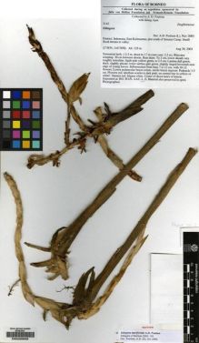Type specimen at Edinburgh (E). Poulsen, Axel; Apui, Jalung: 2142. Barcode: E00226933.