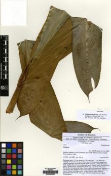Type specimen at Edinburgh (E). Poulsen, Axel; Apui, Jalung: 2142. Barcode: E00226934.