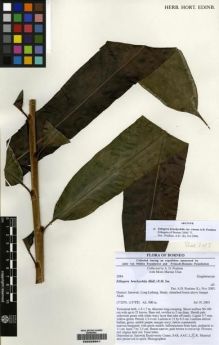 Type specimen at Edinburgh (E). Poulsen, Axel; Ulun, Moris: 2084. Barcode: E00226941.
