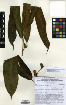 Type specimen at Edinburgh (E). Poulsen, Axel; Ulun, Moris: 2084. Barcode: E00226942.