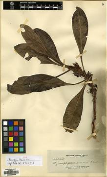 Type specimen at Edinburgh (E). Elmer, Adolph: 11467A. Barcode: E00228028.