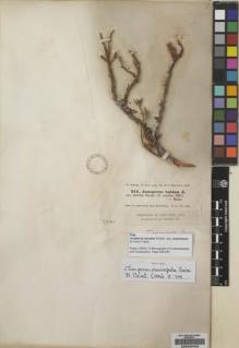 Type specimen at Edinburgh (E). Kotschy, Carl (Karl): 711. Barcode: E00228400.