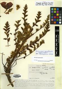 Type specimen at Edinburgh (E). Stainton, John: 3990. Barcode: E00228481.