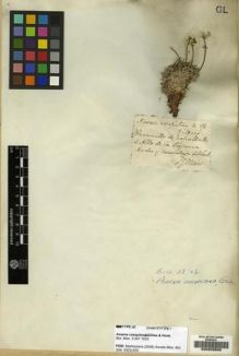 Type specimen at Edinburgh (E). Gillies, John: . Barcode: E00228550.