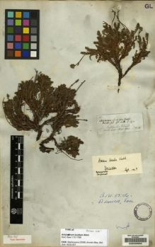 Type specimen at Edinburgh (E). Hooker, Joseph: . Barcode: E00228553.