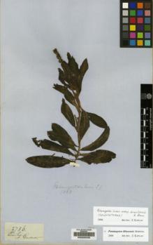 Type specimen at Edinburgh (E). Gardner, George: 2756. Barcode: E00229433.