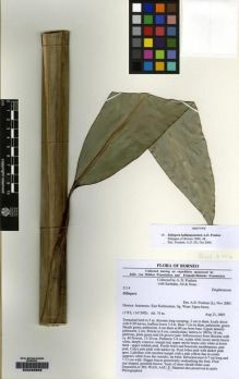 Type specimen at Edinburgh (E). Poulsen, Axel; Saefudin; Ali; Nono: 2114. Barcode: E00229859.