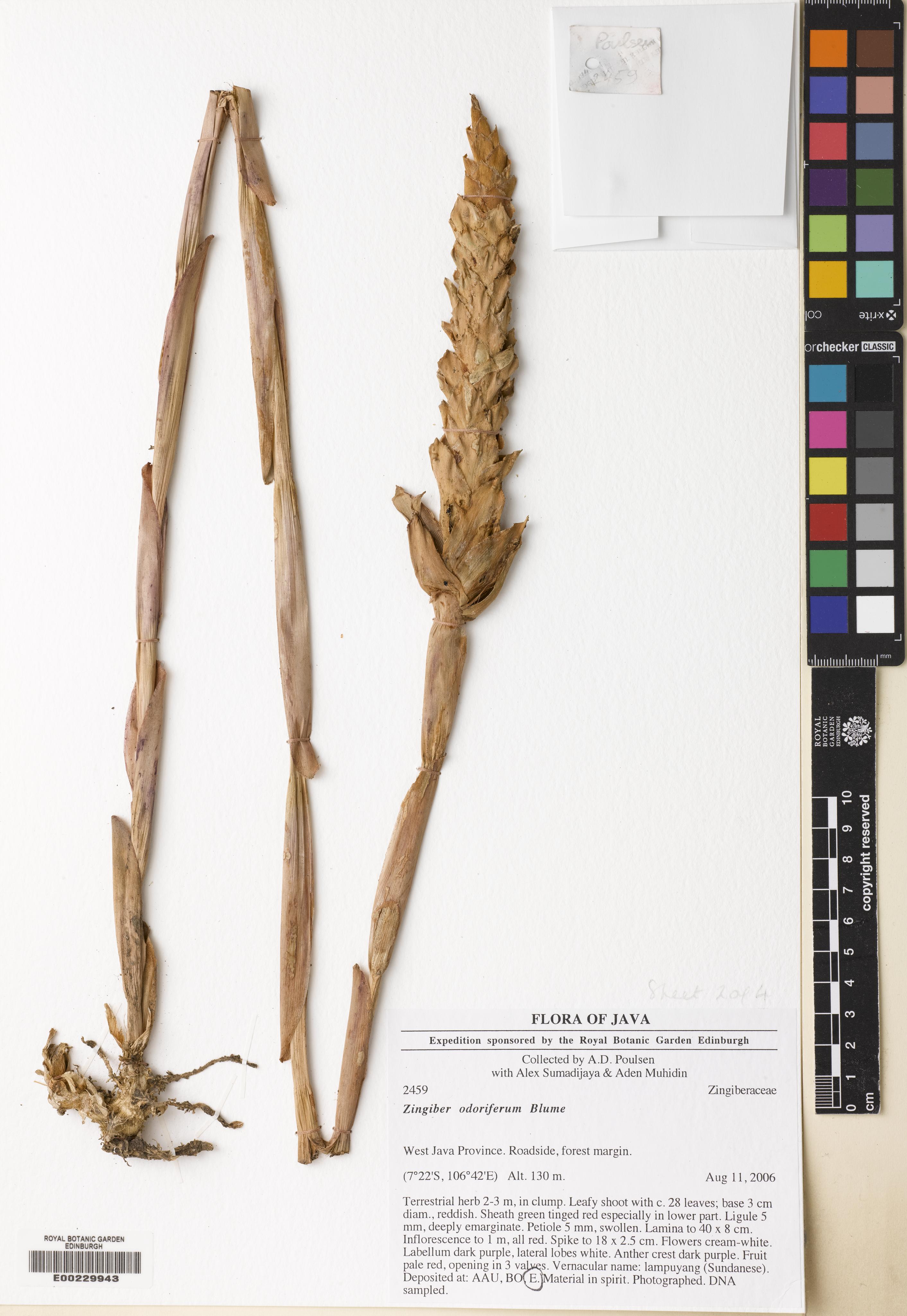 Zingiber odoriferum (Zingiber odoriferum)