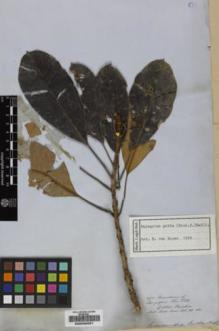 Type specimen at Edinburgh (E). Lobb, Thomas: 290. Barcode: E00230061.