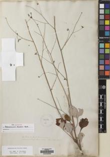 Type specimen at Edinburgh (E). Scouler, John: 1017. Barcode: E00230668.