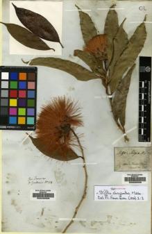 Type specimen at Edinburgh (E). Martius, Carl: 135. Barcode: E00230939.