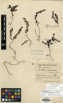 Type specimen at Edinburgh (E). Kingdon-Ward, Francis: 850. Barcode: E00231018.