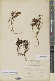 Type specimen at Edinburgh (E). Handel-Mazzetti, Heinrich: 6416. Barcode: E00231106.